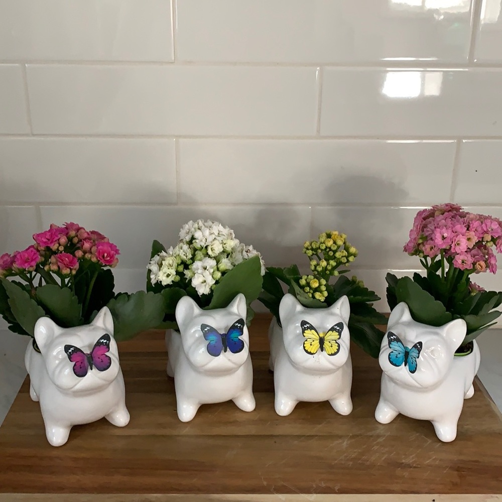 Mother’s Day 2023 Edition Target Spritz Frenchie  2” Potted planter Bundle Set.